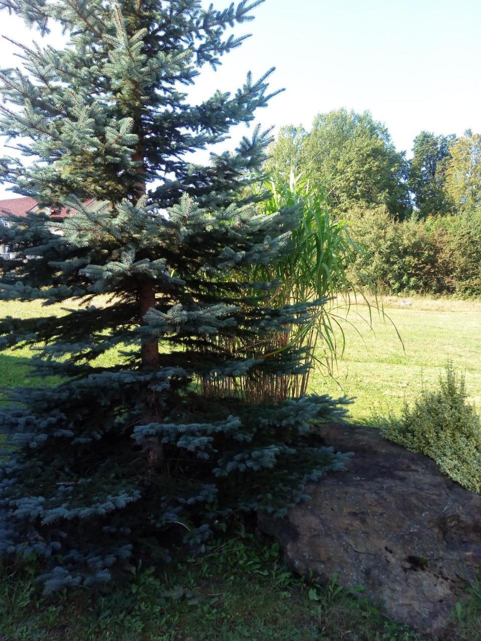Pension Waldblick Spiegelau Esterno foto